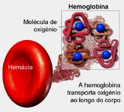 Prevenindo a anemia nutricional